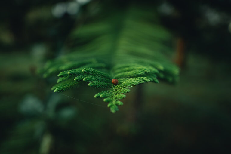 Dark green pine branches and leaves in the morning